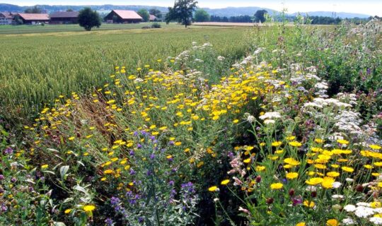 Biodiversität: NEIN zu einer extremen Initiative. Im Bild ist eine landwirtschaftliche Nutzfläche mit einer angegliederten Biodiversitätsfläche zu sehen.